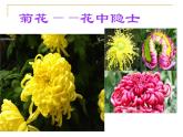 人教版七年级上册生物  3.2.3 开花和结果 课件