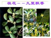 人教版七年级上册生物  3.2.3 开花和结果 课件