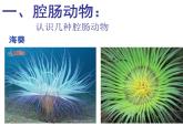 人教版八年级上册生物  5.1.1 腔肠动物和扁形动物 课件