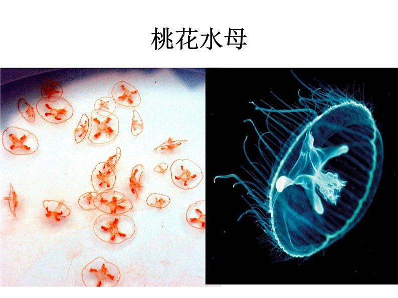 人教版八年级上册生物  5.1.1 腔肠动物和扁形动物 课件04