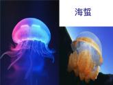 人教版八年级上册生物  5.1.1 腔肠动物和扁形动物 课件