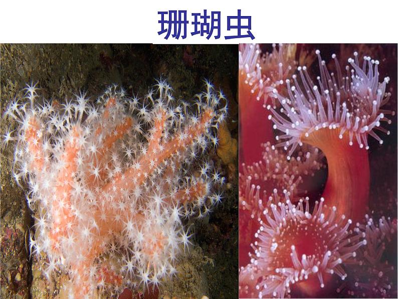 人教版八年级上册生物  5.1.1 腔肠动物和扁形动物 课件07