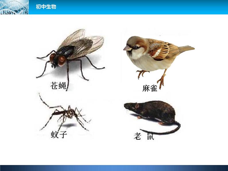 人教版八年级上册生物  5.3 动物在生物圈中的作用 课件01