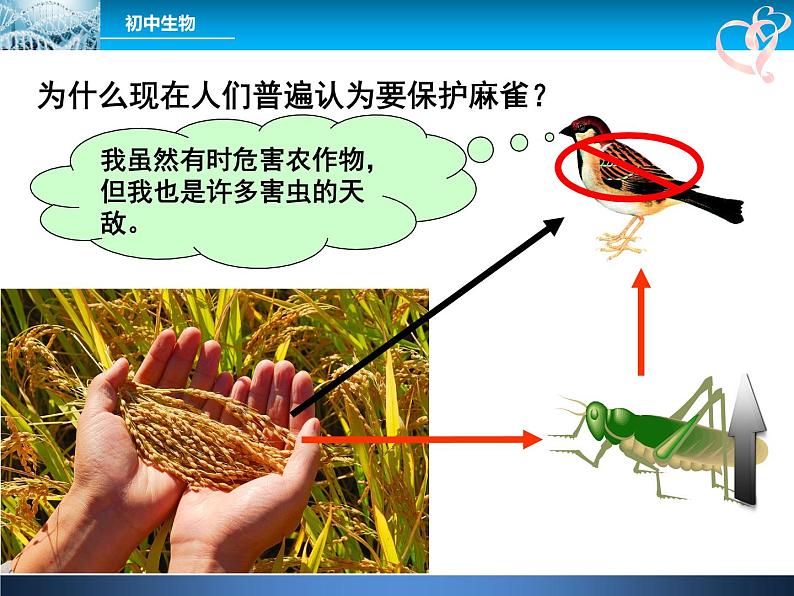 人教版八年级上册生物  5.3 动物在生物圈中的作用 课件05