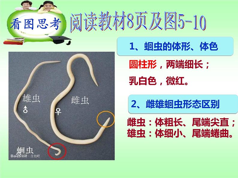 人教版八年级上册生物  5.1.2 线形动物和环节动物 课件06