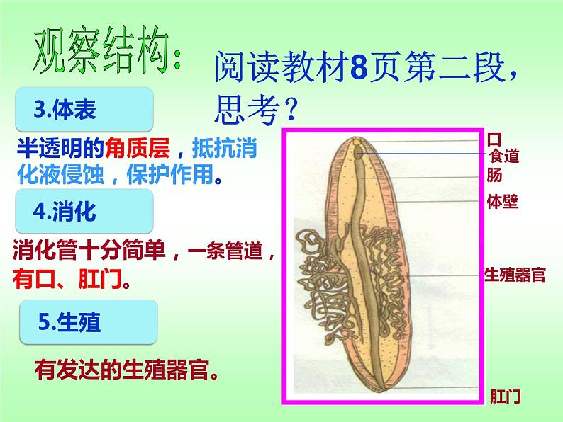 人教版八年级上册生物  5.1.2 线形动物和环节动物 课件07