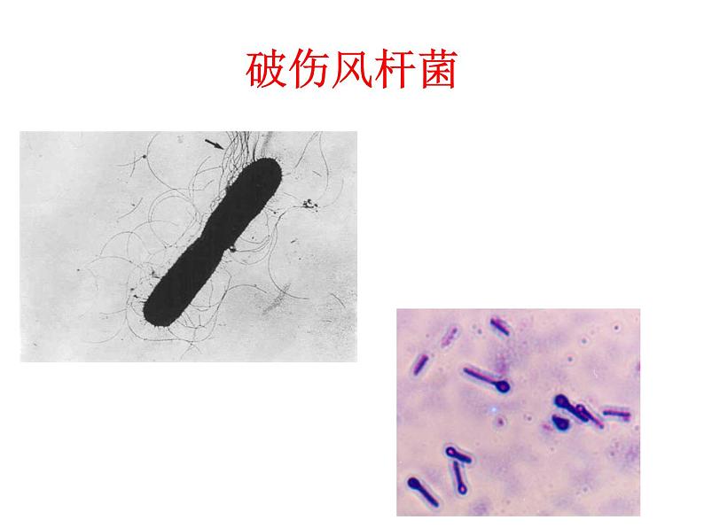 人教版八年级上册生物  5.4.2 细菌 课件06