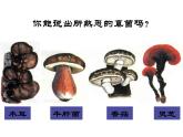 人教版八年级上册生物  5.4.3 真菌 课件