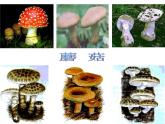 人教版八年级上册生物  5.4.3 真菌 课件