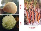 人教版八年级上册生物  5.4.3 真菌 课件