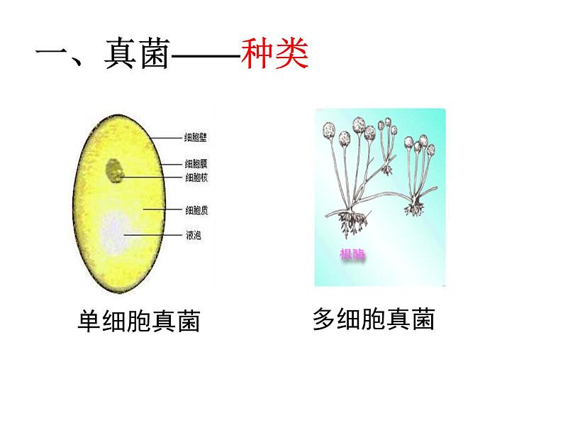 人教版八年级上册生物  5.4.3 真菌 课件07