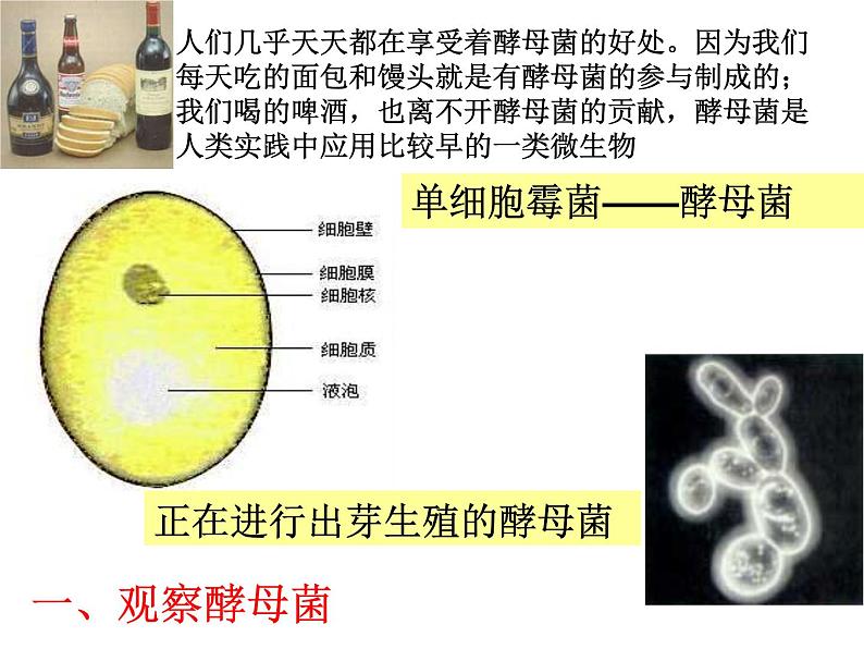 人教版八年级上册生物  5.4.3 真菌 课件08