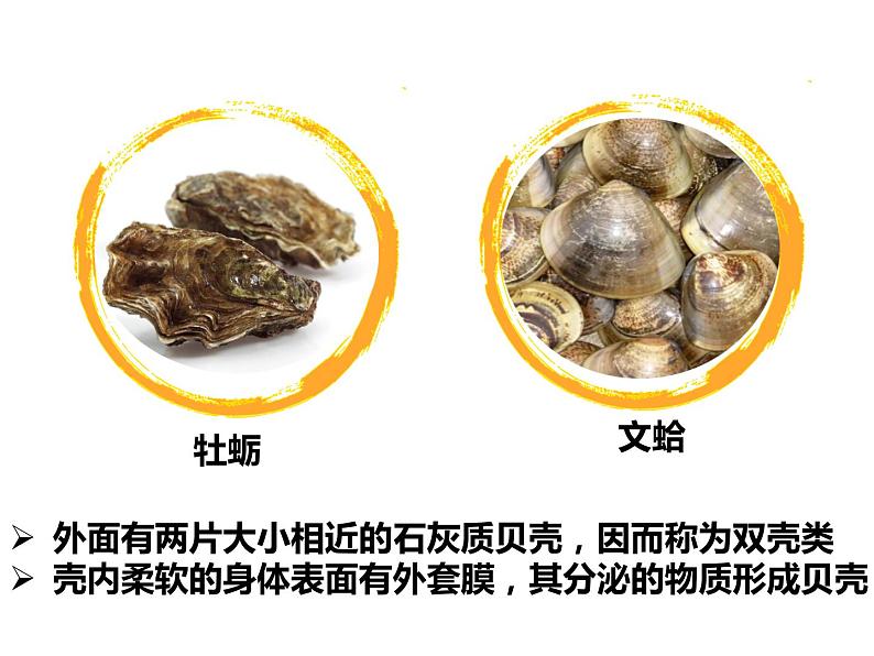 人教版八年级上册生物  5.1.3 软体动物和节肢动物 课件第4页