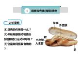 人教版八年级上册生物  5.1.3 软体动物和节肢动物 课件