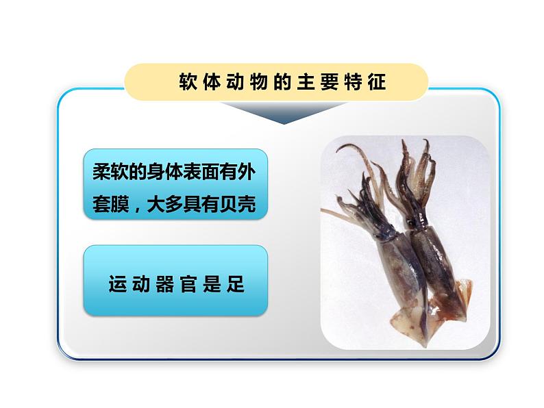 人教版八年级上册生物  5.1.3 软体动物和节肢动物 课件第7页