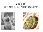 人教版八年级上册生物  5.1.4 鱼 课件