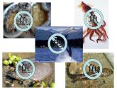 人教版八年级上册生物  5.1.4 鱼 课件