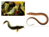人教版八年级上册生物  5.1.4 鱼 课件