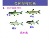 人教版八年级上册生物  5.1.4 鱼 课件
