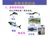 人教版八年级上册生物  5.1.4 鱼 课件