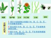 人教版八年级上册生物  6.1.1 尝试对生物进行分类 课件