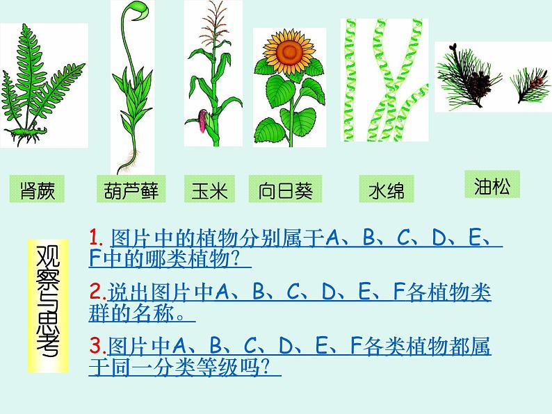 人教版八年级上册生物  6.1.1 尝试对生物进行分类 课件04