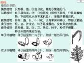 人教版八年级上册生物  6.1.1 尝试对生物进行分类 课件