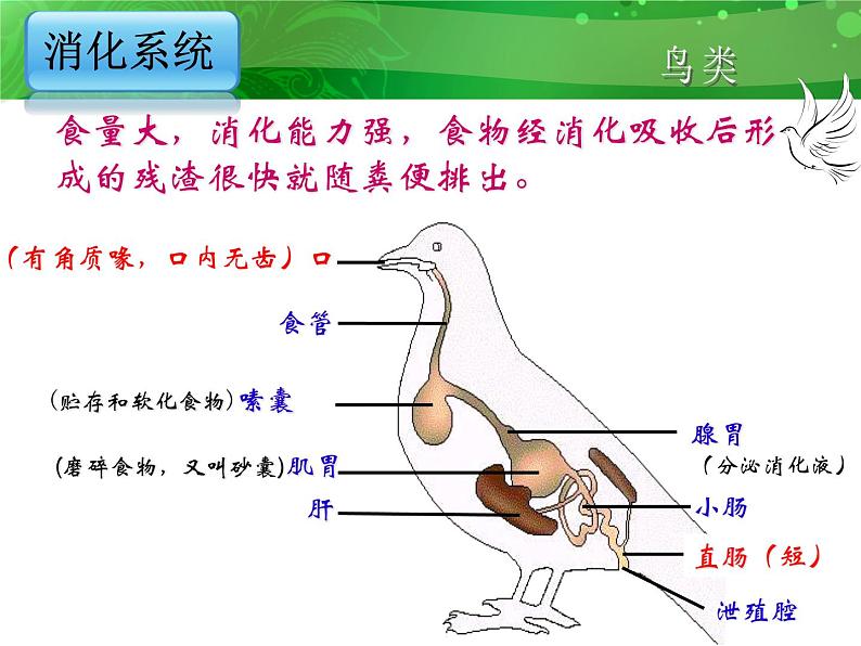 人教版八年级上册生物  5.1.6 鸟 课件08