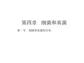 人教版八年级上册生物  5.4.1 细菌和真菌的分布 课件