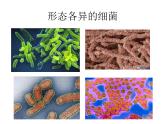 人教版八年级上册生物  5.4.1 细菌和真菌的分布 课件