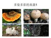 人教版八年级上册生物  5.4.1 细菌和真菌的分布 课件