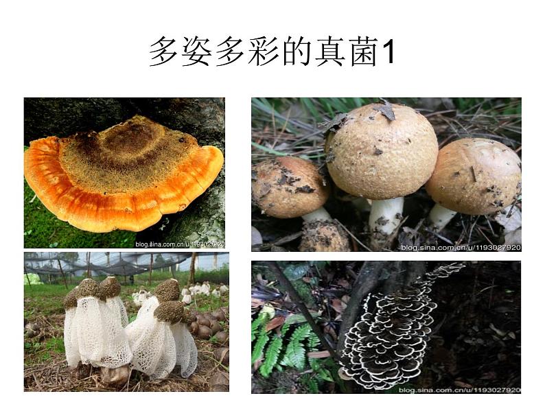 人教版八年级上册生物  5.4.1 细菌和真菌的分布 课件03