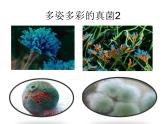 人教版八年级上册生物  5.4.1 细菌和真菌的分布 课件