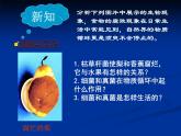 人教版八年级上册生物  5.4.4 细菌和真菌在自然界中的作用 课件