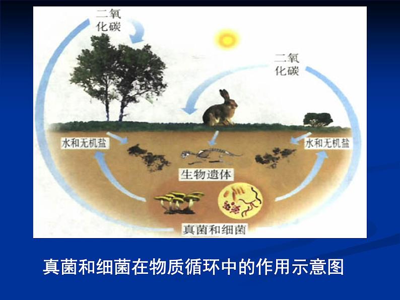 人教版八年级上册生物  5.4.4 细菌和真菌在自然界中的作用 课件第6页