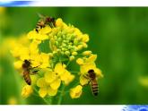 人教版八年级上册生物  5.2.1 动物的运动 课件