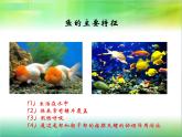 人教版八年级上册生物  5.1.5 两栖动物和爬行动物 课件