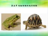 人教版八年级上册生物  5.1.5 两栖动物和爬行动物 课件
