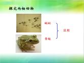 人教版八年级上册生物  5.1.5 两栖动物和爬行动物 课件