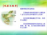 人教版八年级上册生物  5.1.5 两栖动物和爬行动物 课件