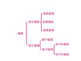 人教版八年级上册生物  6.1.2 从种到界 课件