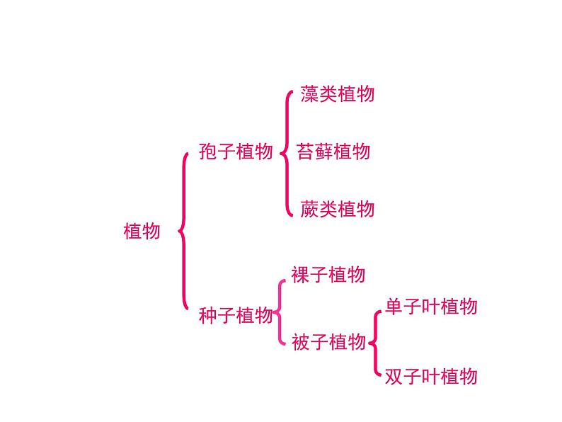 人教版八年级上册生物  6.1.2 从种到界 课件03