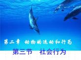人教版八年级上册生物  5.2.3 社会行为 课件
