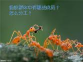 人教版八年级上册生物  5.2.3 社会行为 课件