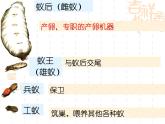 人教版八年级上册生物  5.2.3 社会行为 课件