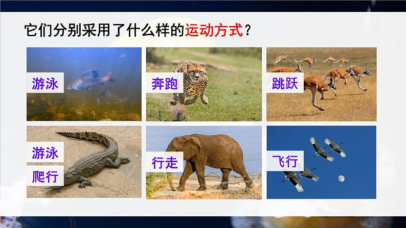 北师大版八上生物 15.1《动物运动的方式》 课件第3页