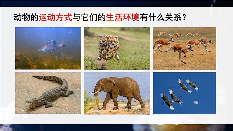 北师大版八上生物 15.1《动物运动的方式》 课件第4页