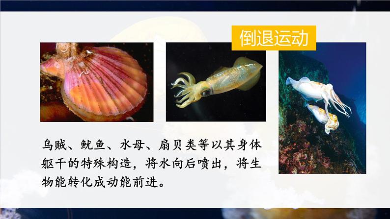 北师大版八上生物 15.1《动物运动的方式》 课件第6页