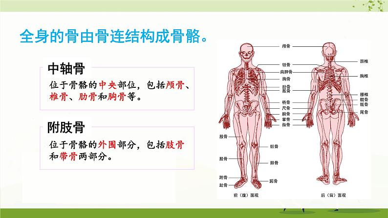 北师大版八上生物15.2《动物运动的形成》第2课时 骨骼、骨骼 肌和躯体运动的形成  课件第3页