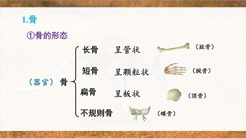 北师大版八上生物 第五单元 章节综合与测试 PPT课件04